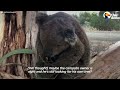 Hungry Koala Walks Up To Couple Asking For Help | The Dodo
