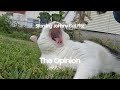 The Opinion a (very) short film #kitty #cutecat #hurricanelee #pleasesubscribe pleaseSub