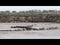 Migration in Tanzania with river crossing