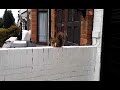 Squirrel eating bread on our wall