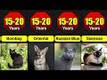 Lifespan Of Different Cat Breeds | How Many Years Do Different Cat Breeds Live?