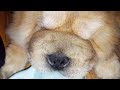 depth sleeping cute chow chow #cute #cutechow #chowchow #puppy #chow @WATCHTV.PH24