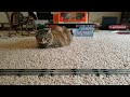 Cat Loves Watching Trains!
