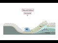 Pharmacology - DRUGS FOR OSTEOPOROSIS (MADE EASY)