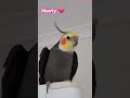Monty The Naughty Cockatiel's weekly moments.❤️❤️part 59❤️❤️ #monty #viral