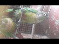 Our House Pets Tour: Love Birds, Conure, Cockatiel, Java Finches, and African Love Birds! 🏡❤️