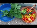 Season 2: EP 61 - Backyard Gardening -Harvest|Living the Self-Sufficient Dream - May 9, 2024