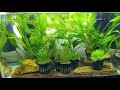 10 Gallon Aquarium - Bare Bottom Planted w/ Celestial Pearls, Embers & Betta