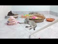 Best Funny Dogs and Cats Videos 🐕😻👋 Funniest Animal videos 2024😍