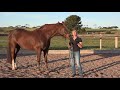Groundwork for Horses - The First Thing I Teach