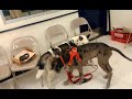 Great Dane, Siberian Husky, Jack Russell Terrier Playing