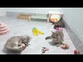 Try Not To Laugh Challenge😽Funny and Cute CAT Videos Compilation 2024😸🐶