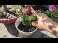 How to grow jade plant from cutting// jade plant ki cutting kaise lagayen// best soil mixture