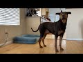 How to train your dog to drop a toy when you ask