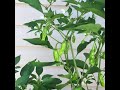 Ep. 3–Garden Vlog—What’s Growing On? 6/7/24: Let’s Talk Shishito Peppers! 🌶️ 🪴🌞💦
