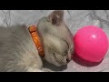 Try Not To Laugh 😅 Funniest Cats and Dogs 2024 😹🐶