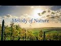 1 hour Ad free Meditation Music | Melody of Nature | Calm Ambient | Concentration | Relax Sleep BGM