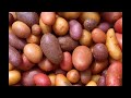 Different kinds of potatoes and the difference between them