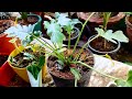 Philodendron Xanadu Plant Care And Grow |About Xanadu Plant