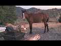 VC Highlands wild horses at sunset