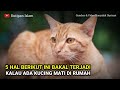 Hati-Hati Kalau Ada Kucing Mati Di Rumah, 5 Hal Ini Bakal Terjadi | Kutipan Islam