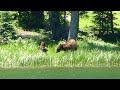 BEAR ENCOUNTER in GRAND MESA National Forest COLORADO | Cobbett Lake