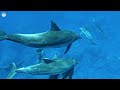 Aquarium 4K VIDEO UHD 🐠 Relaxing Music to Relieve Stress, Anxiety and Depression