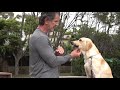 Teach Your Dog to Retrieve part 1 - the HOLD - the BASICS to FETCH or BRING - Dog Training Video