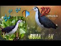 BEST TRAP SOUNDS -Suara Burung Ruak ruak MP3 ||Huni ng tikling para mang akit🔊