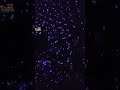 Chauvet Scorpion Storm RGBY Laser