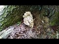 (Maitake Mushrooms) Natures Bounty.