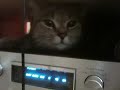 Hifi cat