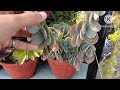 दिसंबर-जनवरी में नर्सरी से जरुर लाएं इन 10 permanent succulents को || Top 10 hardy succulents