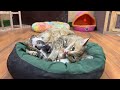 Aggressive Mama Cat was Rejecting her Kitten because She was Tired of Shifting them Again and Again!
