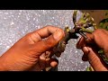 Budding & Grafting fruit plants  Easily😲 #budding #grafting #easy #way #viral #trending