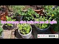 My cousin's sister hobby garden | Hobbyist Gardening UK | Surrey | Shokher Bagan UK 2024