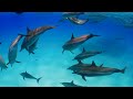 Ocean 4K - Beautiful Coral Reef Fish in Aquarium, Sea Animals for Relaxation (4K Video Ultra HD) #55