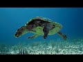 The Ocean 4K (ULTRA HD) - Beautiful Coral Reef Fish - Stress Relief - Nature Sounds, Sleep Music #8