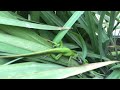 Lizard Fight - Carolina Anole