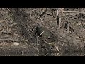 Entire length of a North American Snapping Turtle laying her eggs on a USA Beaver lodge (Part 1)