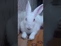 CUTE 🐰BUNNY PLAYING MOMENTS ✨| RABBIT PLAYING MOMENTS 🐇|