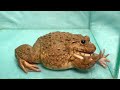 Amazing Asian Bullfrog Eating Big Mouse! Live Feeding