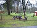 Turkeys in Redding CA