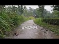 공원 산책로.  1시간 빗소리 영상. 거친 바람소리