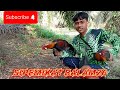 Asal Pasang‼️Ternyata Ada Penghuninya Ayam Hutan Garang