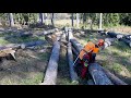 Best tree felling with chainsaw Husqvarna 560XP, NEW VIDEO QUALITY !!! BEST VIDEO !!!