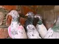 Top Quality kay 45 kabootar for sale baridar)(سستے اور گارنٹی والے)(@Lahorepigeons86)#viral