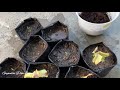 Pink syngonium cutting propagation || गलाब सिंगनियाम दालाय गायनाय || मादि गायदों