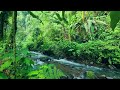 calming atmosphere in the Indonesian forest, beside the river with the sound of water and birdsong