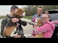 Cute beagle meets his long-lost brother ❤️